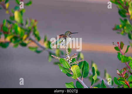 Petit oiseau de ronflement perché sur le haut des arbres. Banque D'Images