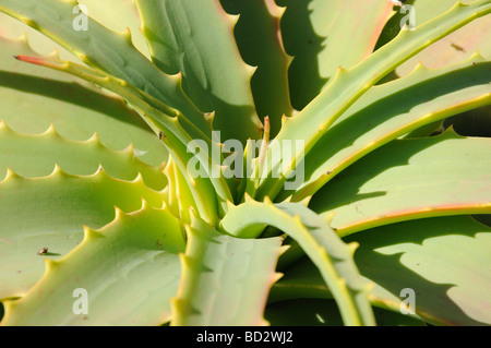 Gros plan d'Aloe Vera. Île des Canaries Fuerteventura Banque D'Images