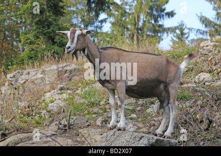 La chèvre, chèvre de Thuringe (Capra aegagrus hircus) debout sur un rocher Banque D'Images