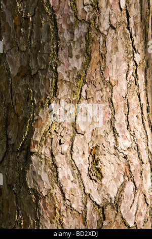 Écorce d'un arbre de pin sylvestre Banque D'Images