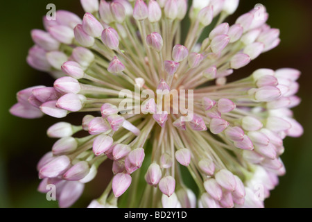 L'allium nutans, ou l'oignon d'Ornement de tête fleur de près. Banque D'Images