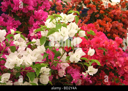 Fleurs de bougainvilliers sur l'affichage à l'ERS montrent Tatton Park Banque D'Images