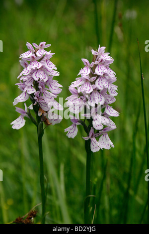 Orchidées Dactylorhiza maculata spotted Heath ssp ericetorum UK Banque D'Images