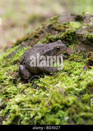 Toad européen ou commun, Bufo bufo, Bufonidae. ROYAUME-UNI Banque D'Images