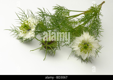 Le Cumin Noir, Roman de la coriandre (Nigella Sativa). Floraison et fructification de brindilles, studio photo Banque D'Images