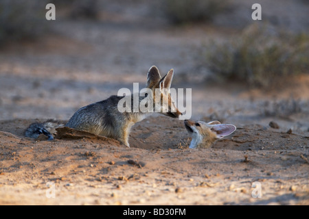 Cape Fox Vulpes chama avec pup Kgalagadi Transfrontier Park Northern Cape Afrique du Sud Banque D'Images