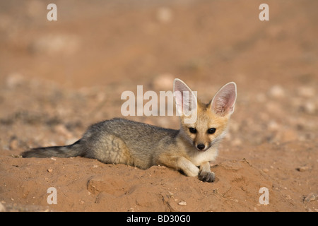 Cape Fox cub Vulpes chama Kgalagadi Transfrontier Park Northern Cape Afrique du Sud Banque D'Images