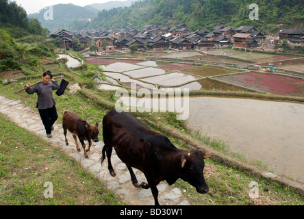 Femme et les vaches reviennent au pays avec des terrasses de riz et Zhaoxing Dong Village en arrière-plan la province du Guizhou en Chine Banque D'Images