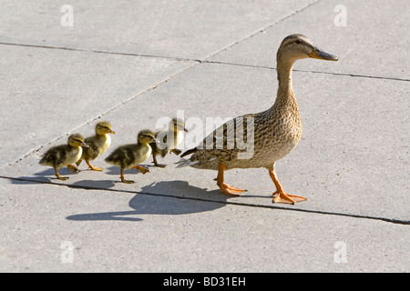 Cane colvert et canetons dans Madison Wisconsin USA Banque D'Images