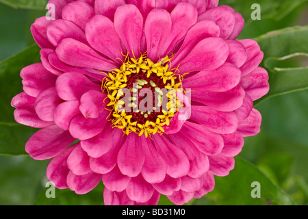 Zinnia elegans variété hybride flower close up. Banque D'Images