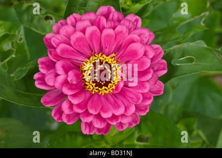 Zinnia elegans variété hybride flower close up. Banque D'Images