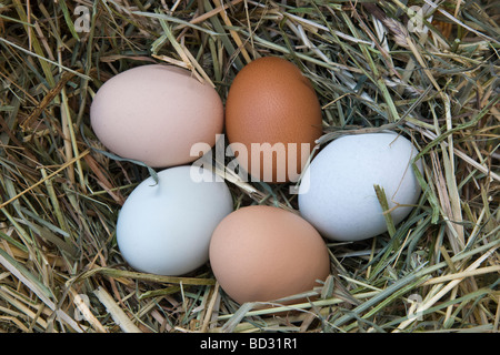 Les oeufs de poulet fraîchement posées couleurs naturelles. Banque D'Images