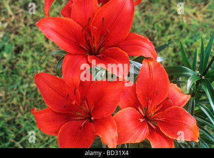 Lilium 'Crimson' Fleur rouge fleurs jardin plantes plantes lys lys lys oriental nain Banque D'Images