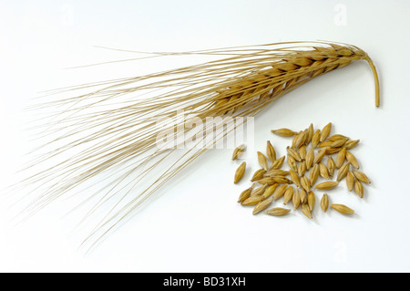 L'orge (Hordeum vulgare), les oreilles et les graines mûres, studio photo Banque D'Images