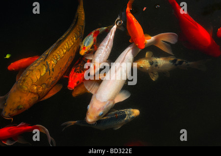 Une collection vibrante de carpe Koi Cyprinus rubrofuscus et de variétés de poissons rouges nageant dans un étang Banque D'Images
