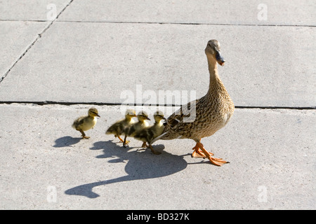 Cane colvert et canetons dans Madison Wisconsin USA Banque D'Images