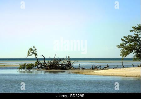 L'Île de Holbox, Quintana Roo, Yucatán, Mexique, une destination mexicaine unique dans le Yucatan Channel Golfe du Mexique Banque D'Images