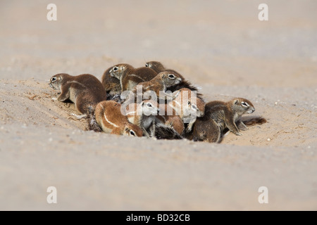 Les spermophiles Ha83 inuaris à burrow Kgalagadi Transfrontier Park Northern Cape Afrique du Sud Banque D'Images