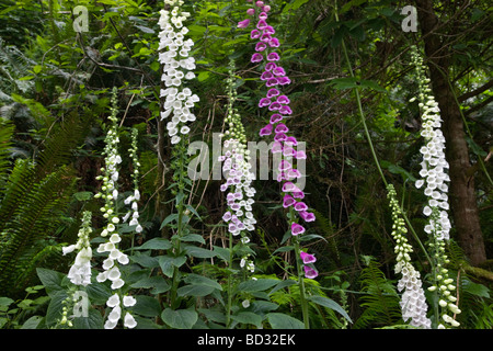 La floraison de la digitale lisière de forêt. Banque D'Images