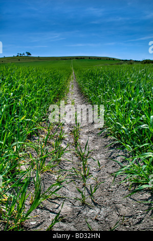 La voie du tracteur séchés dans la distance la décoloration des empreintes dans le champ des cultures avec de nouveaux la Croissance luxuriante à Calne Wiltshire avec ciel bleu Banque D'Images