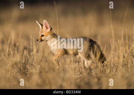 Cape Fox cub Vulpes chama Kgalagadi Transfrontier Park Northern Cape Afrique du Sud Banque D'Images