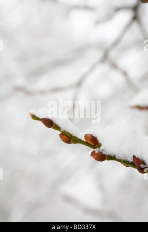 Au début du printemps, les bourgeons des arbres couverts de neige, avec beaucoup d'espace de copie Banque D'Images