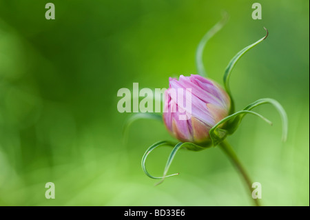 Cosmos bipinnatus 'Sea shells' Fleur oeuf avant qu'il s'ouvre Banque D'Images