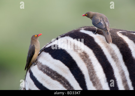 Redbilled Buphagus erythrorhynchus oxpeckers sur zebra Ithala game reserve Ntshondwe Kwazulu Natal Afrique du Sud Banque D'Images