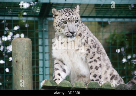 MizI une femelle de léopard des neiges ( Panthera Uncia) de l'Himalaya Banque D'Images