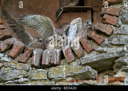 Faucon crécerelle (Falco tinnunculus). La mendicité des mineurs sur l'approche d'un des parents Banque D'Images