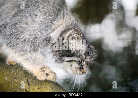 Khan a mâle Pallas Cat (Octolobus Manul) d'Asie centrale, Wildlife Heritage Foundation, Royaume-Uni Banque D'Images