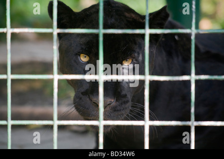 Femme noire Jaguar/Panther, la plus forte des chats sauvages, originaire d'Amérique du Sud. Banque D'Images