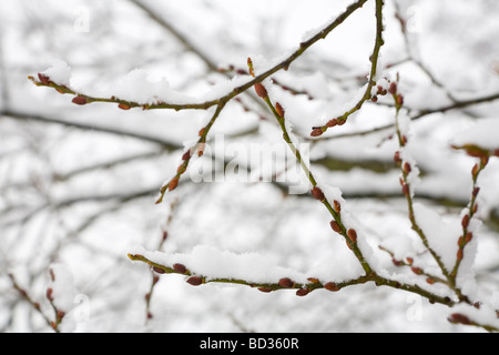 Détail de bourgeons au printemps couvert de neige Banque D'Images