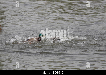 Canards combats Fairburn Ings Réserve Naturelle RSPB Castleford West Yorkshire UK Banque D'Images