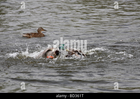 Canards combats Fairburn Ings Réserve Naturelle RSPB Castleford West Yorkshire UK Banque D'Images