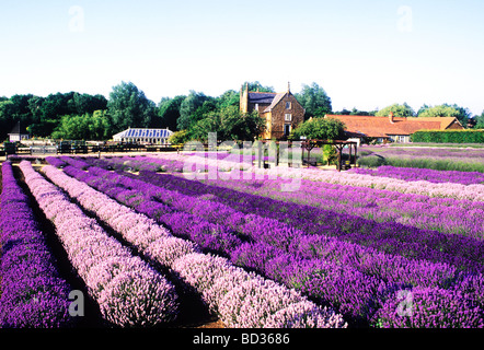 Caley Lavande Norfolk Norfolk Heacham Moulin champ champs de couleur violet à rayures rayures couleur coloré et pittoresque Banque D'Images