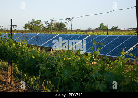 Panneaux solaires en exploitation viticole. Banque D'Images