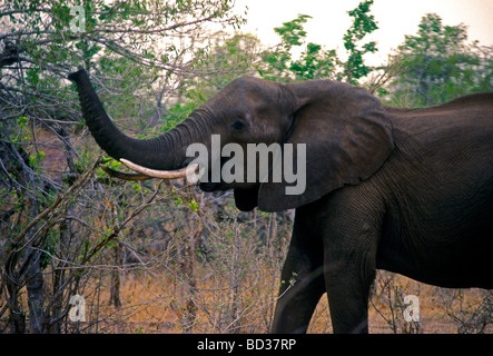 L'éléphant d'Afrique, Loxodonta africana, Bumi Hills, le lac Kariba, Mashonaland Ouest, dans la province Banque D'Images