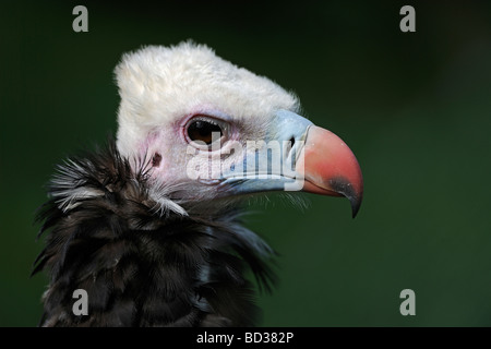 Vautour à tête blanche (Trigonoceps occipital, Coprinus occipital), portrait Banque D'Images