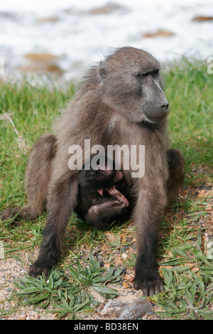 Une mère babouin se trouve alors qu'un bébé singe s'accrocher à son estomac, près de Cape Town en Afrique du Sud, Province du Cap Occidental Banque D'Images