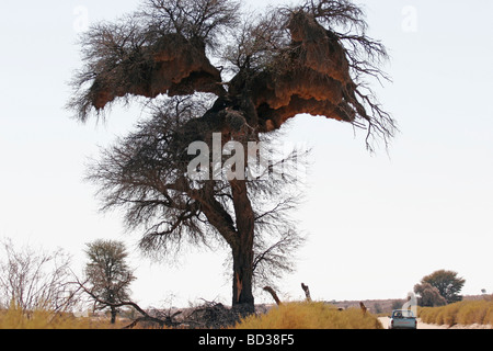 Une voiture conduit au-delà d'un grand arbre qui est à la maison d'un géant sociable weaver oiseaux nichent dans le parc transfrontalier de Kgalagadi en Afr Du Sud Banque D'Images