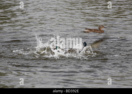 Canards combats Fairburn Ings Réserve Naturelle RSPB Castleford West Yorkshire UK Banque D'Images