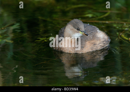 Grèbe castagneux Tachybaptus ruficollis, Dabchick, Norfolk, UK Banque D'Images