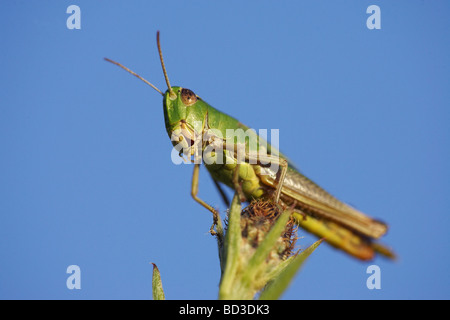 Pré commun (sauterelle Chorthippus parallelus), homme reposant sur capitule. Banque D'Images