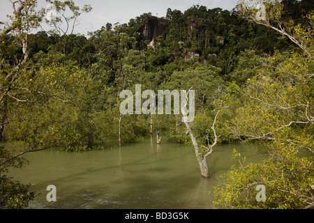 Les arbres inondés et de mangroves dans le parc national de Bako près de Sarawak Kuching Bornéo Malaisie Asie du sud-est Banque D'Images