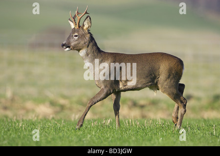 Le Chevreuil (Capreolus capreolus), buck au début du printemps dans les champs à pied Banque D'Images