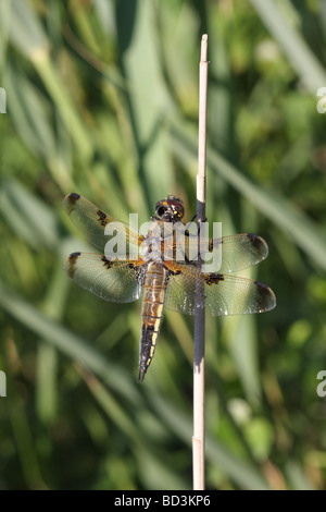 Repéré quatre Libellula quadrimaculata Chaser Banque D'Images