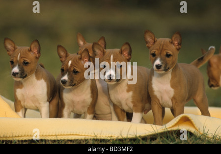 Basenji (Canis lupus familiaris). Chiots sur une couverture Banque D'Images