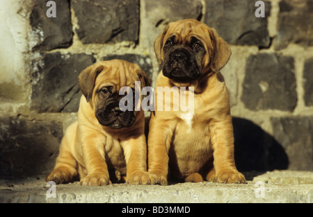 Dogue de Bordeaux, Dogue de Bordeaux (Canis lupus familiaris), deux chiots assis en face d'un mur Banque D'Images