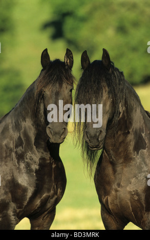 Cheval frison (Equus ferus caballus), deux mares à la recherche dans l'appareil photo Banque D'Images